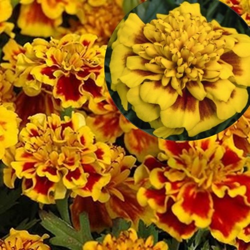 Tagetes patula Texana® 'Yellow Fire' - Madal peiulill Texana® 'Yellow Fire' 